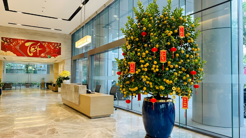Trang tr&iacute; Tết sảnh c&ocirc;ng ty với quất trĩu quả, thu h&uacute;t ph&aacute;t đạt